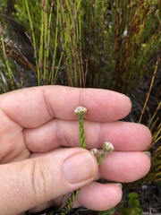 Phylica selaginoides