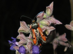 Chamaesphecia schmidtiiformis