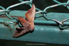 Comparmustilia sphingiformis