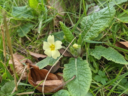 Primula vulgaris