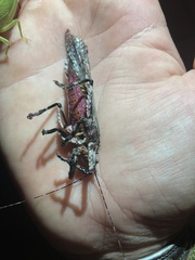 Cymatomera denticollis