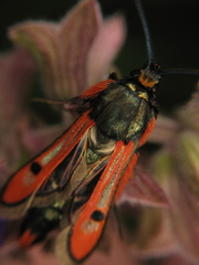 Chamaesphecia schmidtiiformis