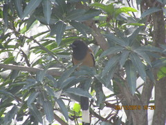 Dendrocitta vagabunda