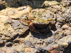 Gaetice depressus