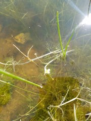 Ranunculus aquatilis