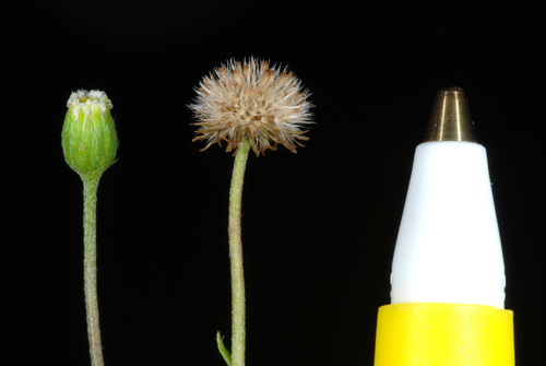 Erigeron bellioides