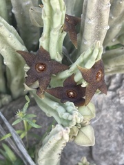 Stapelia kwebensis