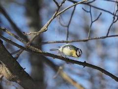 Cyanistes caeruleus