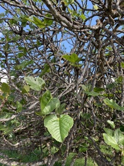 Ficus carica image