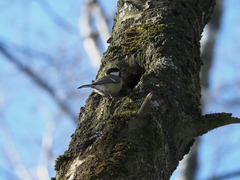 Parus major
