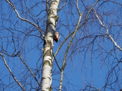 Dendrocopos major