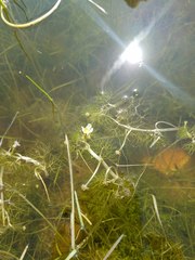Ranunculus aquatilis