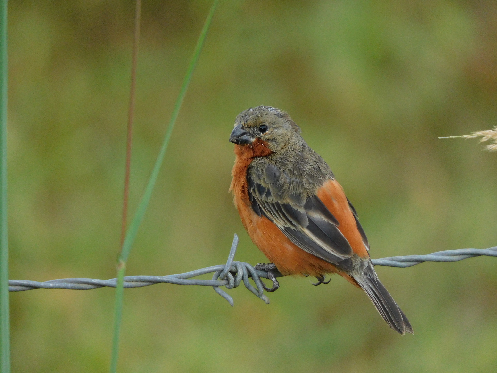 Ruddy-breasted Seedeater illustration