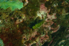 Helcogramma decurrens