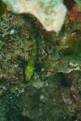 Helcogramma decurrens