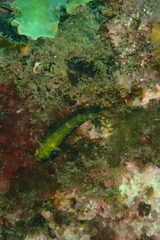 Helcogramma decurrens