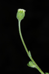 Erigeron bellioides image