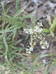 Heliotropium lineare