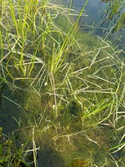 Ranunculus aquatilis