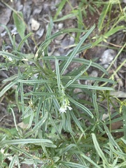 Heliotropium lineare