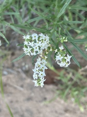 Heliotropium lineare