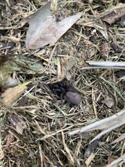 Seqocrypta jakara