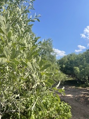 Salvadora australis