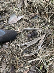 Seqocrypta jakara