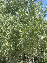 Salvadora australis
