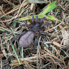 Seqocrypta jakara