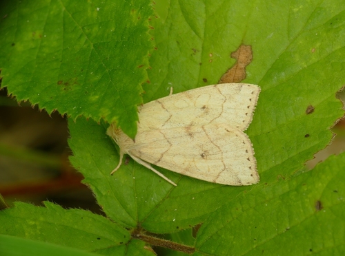 Angle-striped Sallow