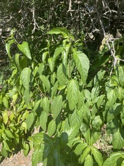 Acalypha pubiflora