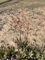 Aloe ammophila