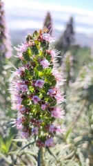 Echium virescens image