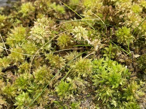 Sphagnum perichaetiale