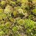 Hedgehog Sphagnum - Photo (c) Janet Wright, some rights reserved (CC BY-NC), uploaded by Janet Wright