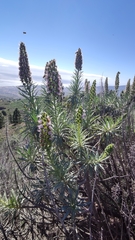 Echium virescens image