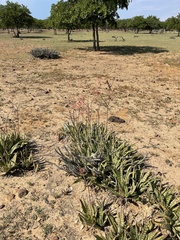 Aloe ammophila