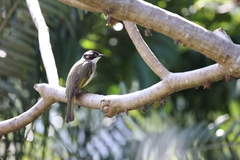 Pycnonotus sinensis