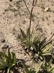 Aloe ammophila
