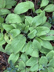 Pentaglottis sempervirens