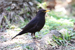 Turdus mandarinus