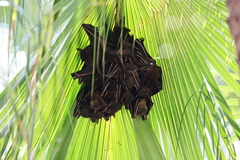 Cynopterus sphinx