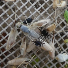 Trupanea dacetoptera