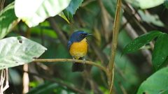 Cyornis rufigastra