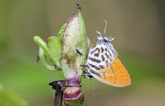 Drupadia ravindra moorei