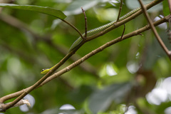Dendrelaphis formosus