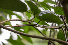 Dendrelaphis formosus