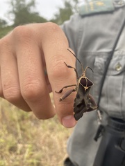 Petascelis remipes
