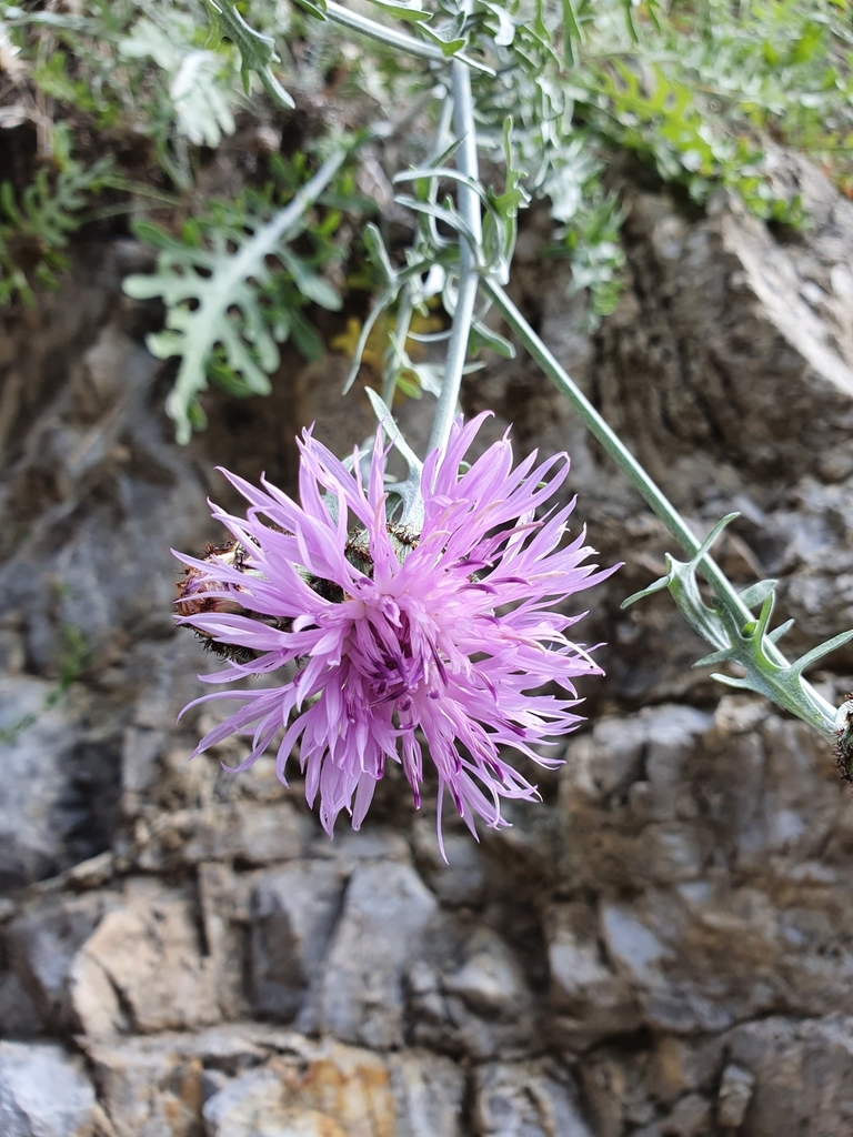 Centaurea cineraria